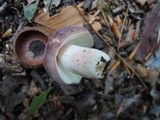 Russula mariae image