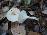 Clitocybe catinus image