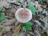 Russula graveolens image