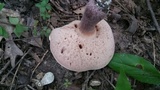 Tylopilus plumbeoviolaceus image