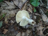 Russula graveolens image