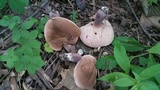 Tylopilus plumbeoviolaceus image