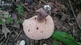 Tylopilus plumbeoviolaceus image