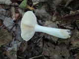 Russula graveolens image