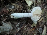 Russula graveolens image