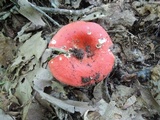 Russula rubescens image