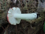 Russula rubescens image