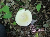 Russula inopina image