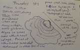 Trametes pavonia image