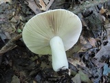 Russula inopina image