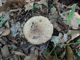 Echinoderma asperum image