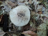 Echinoderma asperum image