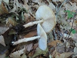 Echinoderma asperum image