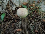 Lactarius chrysorrheus image