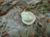 Lactarius chrysorrheus image