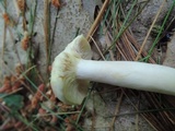 Lactarius chrysorrheus image