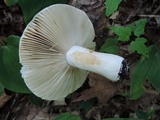 Russula inopina image