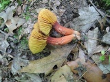 Phylloporus rhodoxanthus image