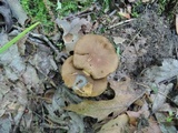 Phylloporus rhodoxanthus image