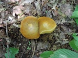 Xanthoconium affine image