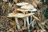 Rhodocollybia maculata image