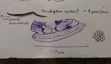 Trichaptum sector image