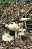 Rhodocollybia maculata image