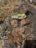 Trichaptum sector image