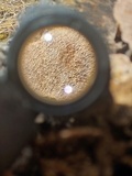 Trichaptum sector image