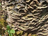 Trichaptum sector image
