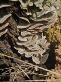 Trichaptum sector image