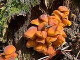 Xeromphalina tenuipes image
