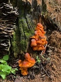 Xeromphalina tenuipes image
