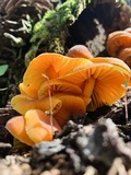 Xeromphalina tenuipes image
