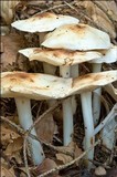 Rhodocollybia maculata image