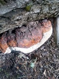 Fomitopsis schrenkii image