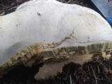 Fomitopsis schrenkii image