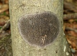 Viridothelium virens image