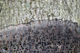 Viridothelium virens image