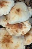 Rhodocollybia maculata image