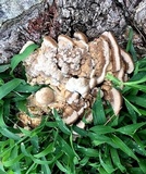 Bondarzewia berkeleyi image