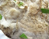 Bondarzewia berkeleyi image