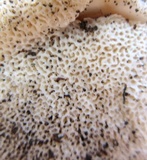 Bondarzewia berkeleyi image
