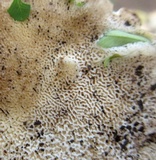 Bondarzewia berkeleyi image
