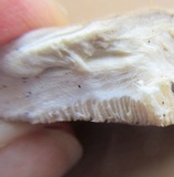 Bondarzewia berkeleyi image