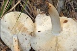 Rhodocollybia maculata image