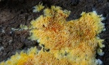 Fibroporia radiculosa image