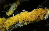 Fibroporia radiculosa image