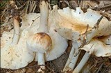 Rhodocollybia maculata image