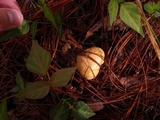 Suillus hirtellus image